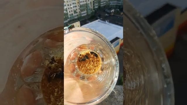Забыл об опарышах на балконе и вылупились молодые мухи... смотреть онлайн
