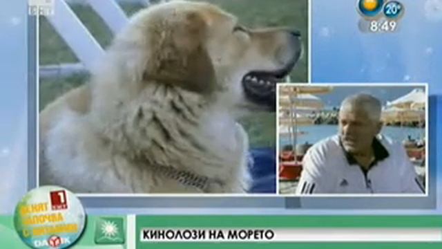 Black Sea Winner CACIB dog show Albena 01-08.2011 смотреть онлайн