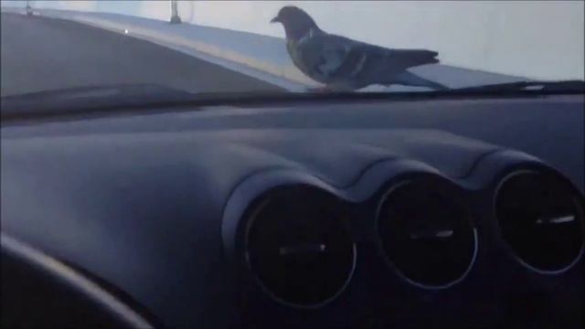 Голубь едет куда ему надо. смотреть онлайн