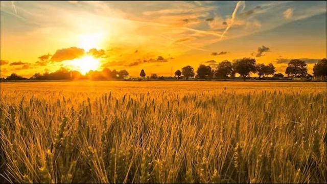 пшеница и плевелы смотреть онлайн