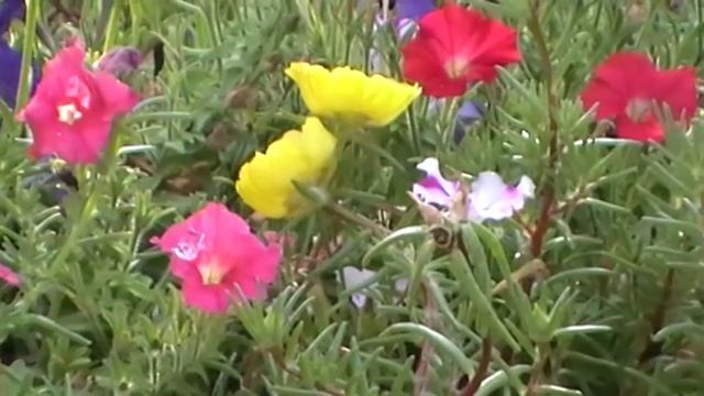 PANASONIC sdr t50 test смотреть онлайн