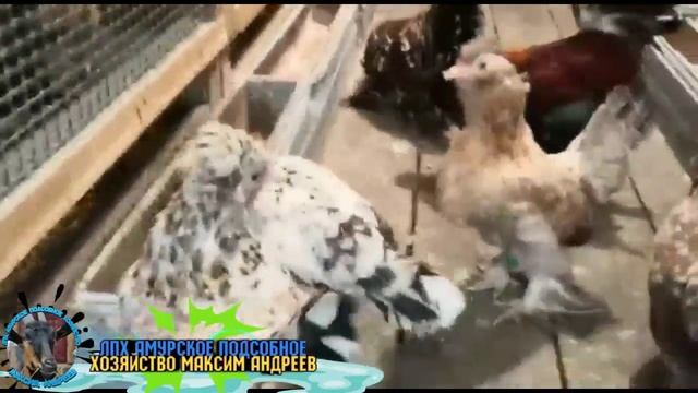 Алтайская бентамка смотреть онлайн