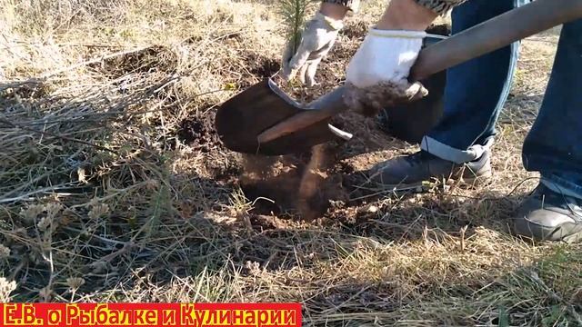 Сажаем саженцы, сеянцы сосны осенью 24 штуки по 50 рублей штука. Как посадить сосну осенью. смотреть онлайн