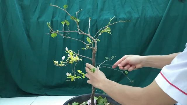 TIPS MEMBUAT BONSAI BOUGENVILLE смотреть онлайн