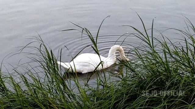 Белый лебедь в парке Царицыно. Лето, Природа, фонтан, Москва. смотреть онлайн