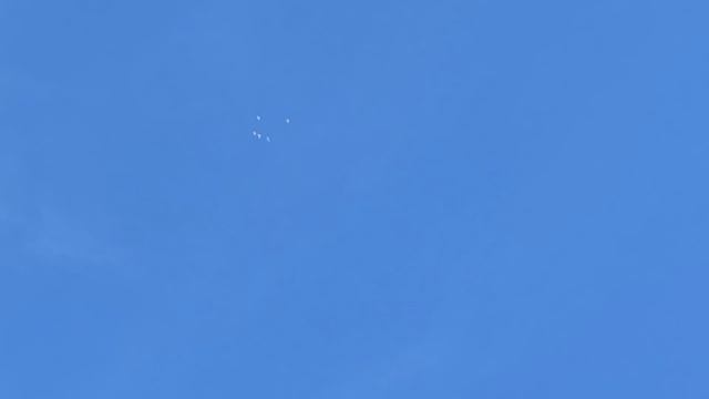 Тетеревятник пытается поймать голубей! Goshawk Attack Pigeons!