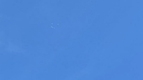 Тетеревятник пытается поймать голубей! Goshawk Attack pigeons!