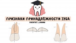 Признаки принадлежности зубов.