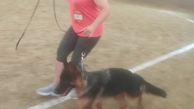 Беби суки ст 1