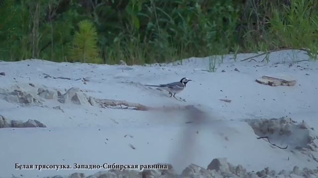 Белая трясогузка. Западно-Сибирская равнина смотреть онлайн