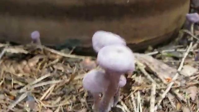 Lakovka ametystová - Laccaria amethystina смотреть онлайн