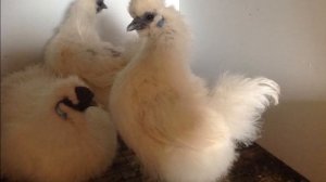 Разведение кур породы Китайские шелковые как бизнес идея | Куры Китайские шелковые