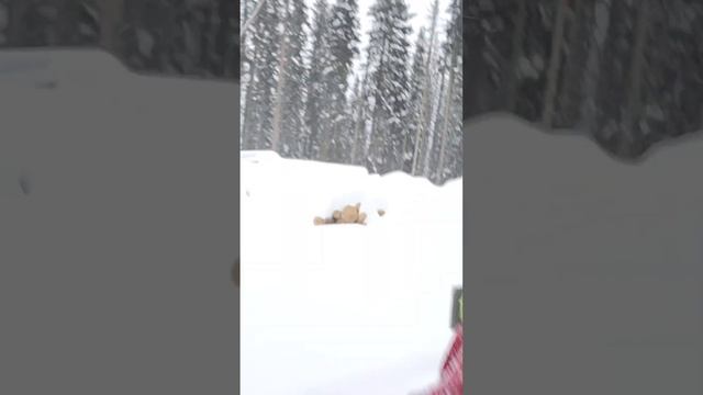 sledding out of the bush, through the lumber смотреть онлайн