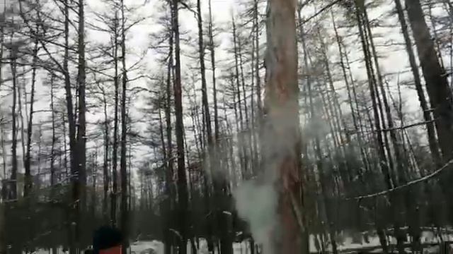 Охота на соболя с лайками смотреть онлайн