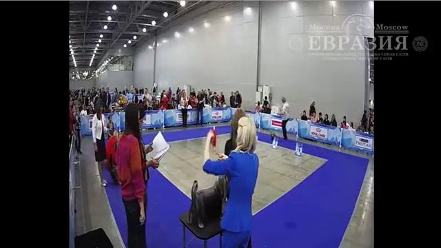 Евразия-2017 - Йоркширский терьер (8) смотреть онлайн