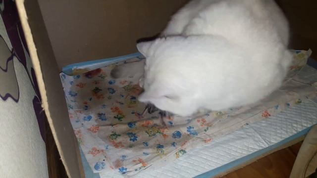 роды кошки британки смотреть онлайн