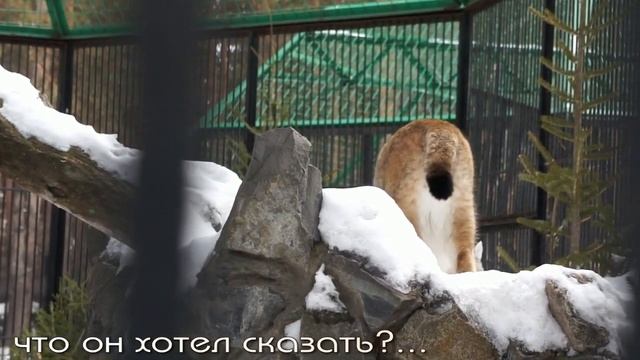 Отчаянный крик рыси по имени Лекс. смотреть онлайн