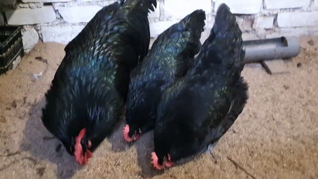 Чтобы птица не болела в непогоду я делаю...So that the bird does not get sick in bad weather, I do смотреть онлайн