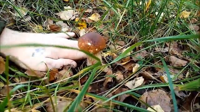 В угодьях лешего. Поход за грибами. В поиске даров земли. смотреть онлайн