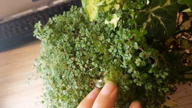 Мои растения из черенка спустя год / Плющ и солейролия из отростков смотреть онлайн