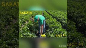 Сладкий перец БЭСТ F1 от компании САКАТА