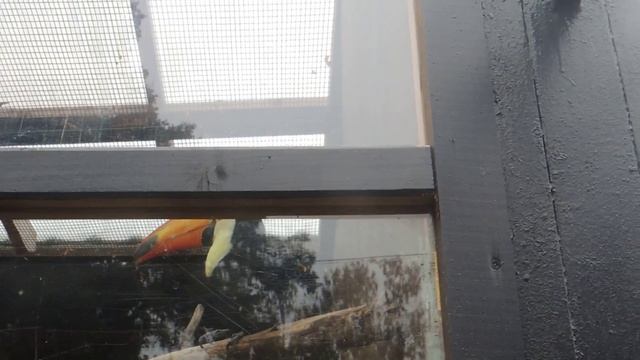 Большой тукан смотреть онлайн