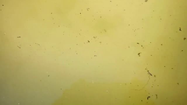 Когда не почистил бассейн вовремя. И комары отложили личинки. смотреть онлайн