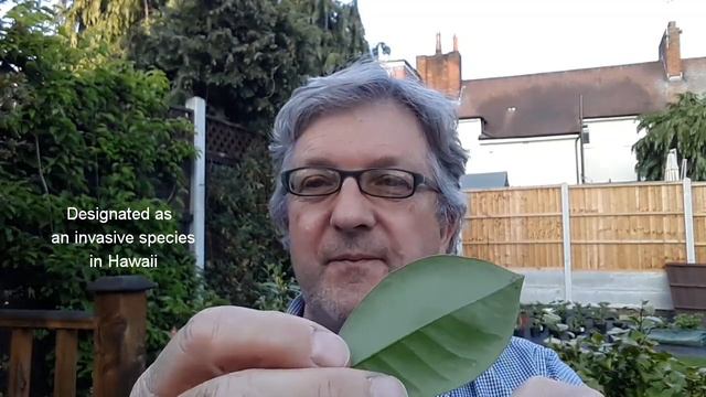 Common Tropical And Cattleya Guava, Confusion Caused By Shared Common Names, Leaf Identification.
