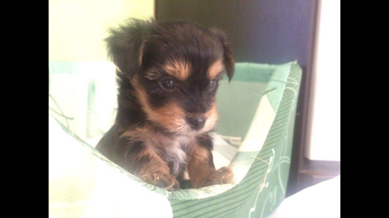 ПОДАРОК ДЛЯ ДОЧКИ!! Стасик - ЙОРКШИРСКИЙ ТЕРЬЕР! #иринасоковых смотреть онлайн