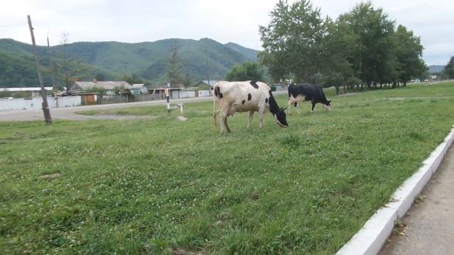 -Далеко-далеко на лугу пасутся Ко....Пейте дети молоко, будете здоровы! Супер корова. смотреть онлайн