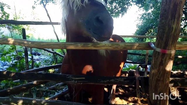 ЖЕРЕБЕЦ И ЦЫГАНСКАЯ КОБЫЛА/ПРОДОЛЖЕНИЕ/stallion and gypsy mare смотреть онлайн
