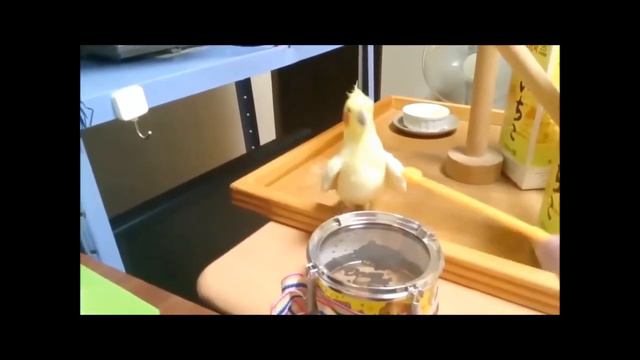 Попугай и барабан! смотреть онлайн