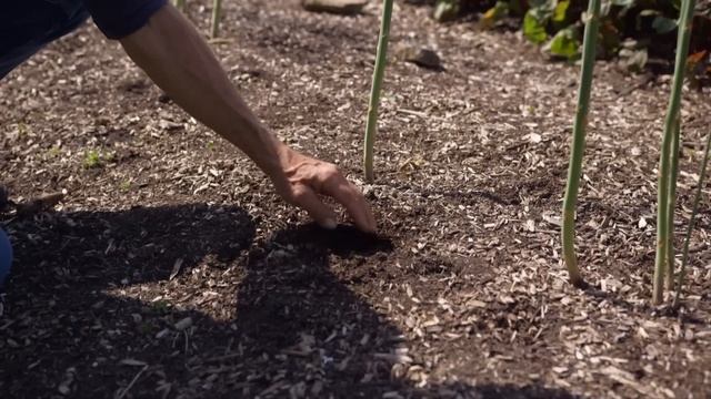 Clearing weeds no dig, time-saving results over two years смотреть онлайн