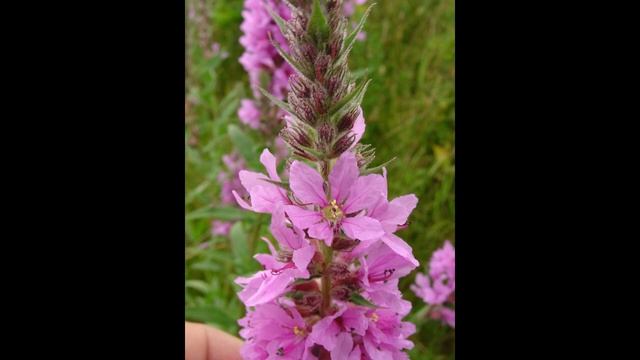 Noxious or Native? Purple loosestrife (Lythrum salicaria) and Fireweed (Chamaenerion angustifolium) смотреть онлайн
