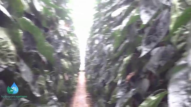 No more Fusarium problems with Hydroponic Systems смотреть онлайн