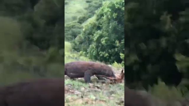 comodo dragon attack on goat baby #animals #wildanimals смотреть онлайн
