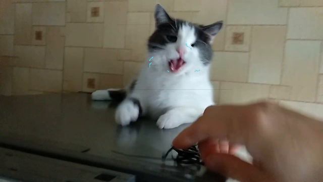 Кошки весело играют. Одна грызет, вторая пинает игрушку. смотреть онлайн