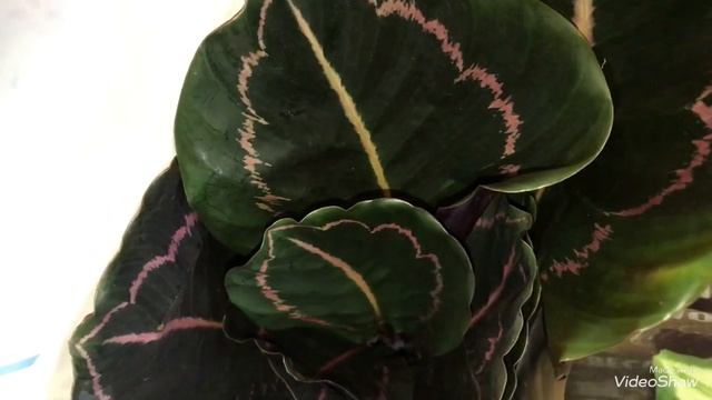 Совместная Закупка Цветов.Калатея Павлин.Калатея Дотти. смотреть онлайн