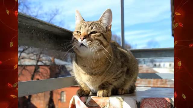 Фото Барсика. Ему идет 11-ый месяц. смотреть онлайн