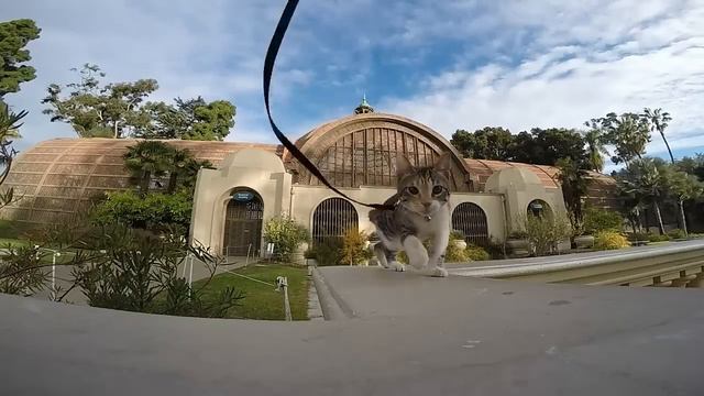 Mopsy at Balboa Park смотреть онлайн