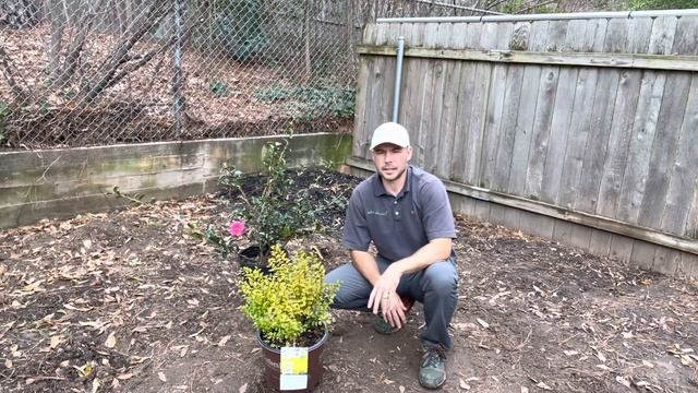 Sunshine Ligustrum - Quick Overview смотреть онлайн
