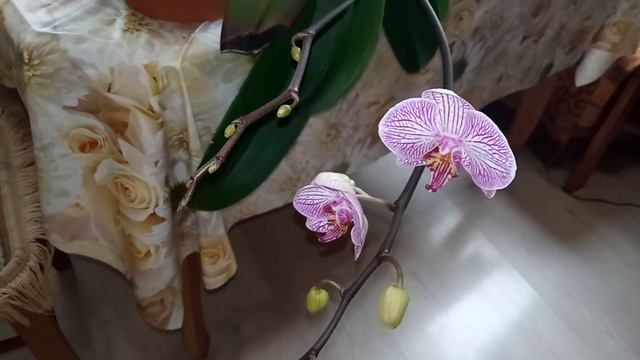 Сиамские близнецы орхидея Lady Mackbeth Леди Магбет и шикарная Eye Catcher. смотреть онлайн