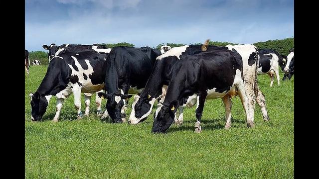 Голштинская порода коров. Характеристика породы. смотреть онлайн