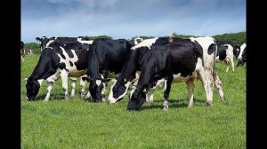 Голштинская порода коров. Характеристика породы.