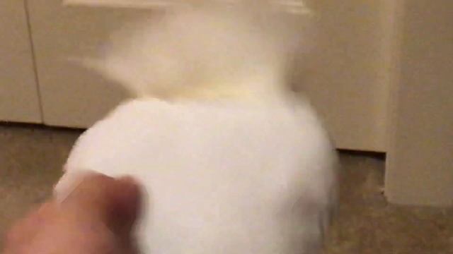 My DIY whitey plush from Bear Alpha Roblox смотреть онлайн