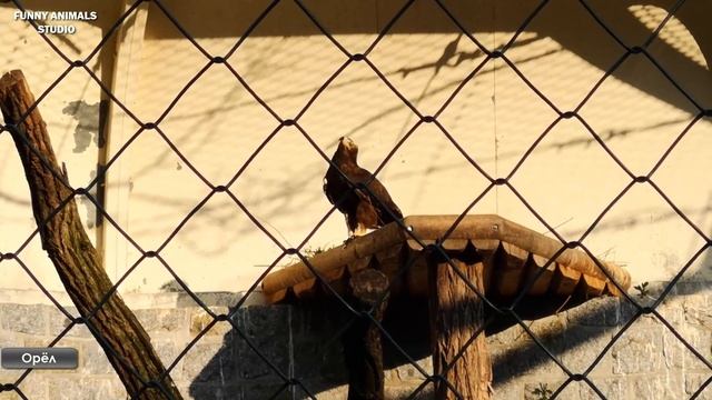 Прогулка по Берлинскому зоопарку смотреть онлайн