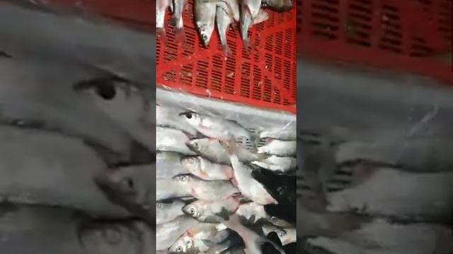 Подготовка к заморозке воблы смотреть онлайн