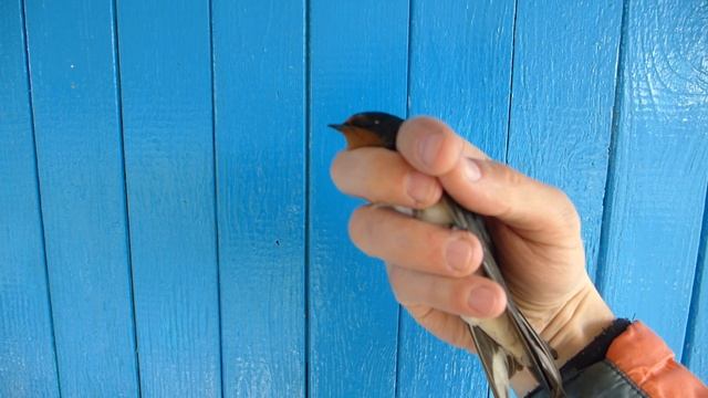 Как выглядит деревенская ласточка? Выпускаем залетевшую в столовую ласточку. смотреть онлайн