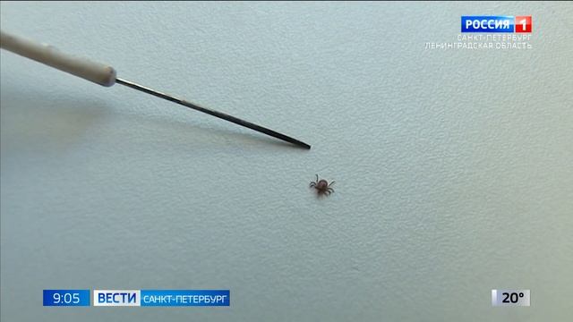 В Больнице Боткина ежедневно проводят до сотни анализов на энцефалит и боррелиоз смотреть онлайн