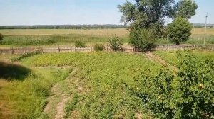 ВИШНЯ ЛУЧШЕЕ ДЕРЕВО ДЛЯ ШАШЛЫКА